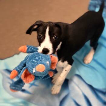 Bambi -  Pit Bull Terrier and Spaniel Dog for Adoption in South Elgin, Illinois - Bambi | PetCurious