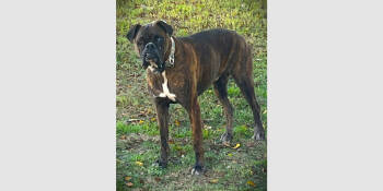 Rescue Boxer Dogs for Adoption in Hewitt, Texas - Nuka | PetCurious