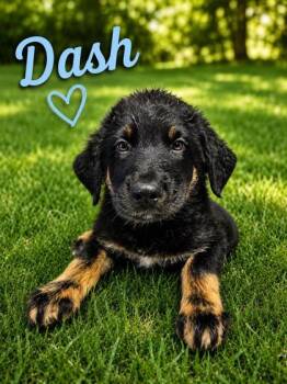 Dash -  Bernese Mountain Dog and German Shepherd Dog Dog for Adoption in Malvern, Pennsylvania - Dash | PetCurious