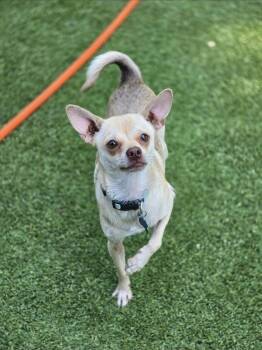 Rescue Miniature Pinscher and Chihuahua Dogs for Adoption in Buckley, Washington - Schmidt | PetCurious