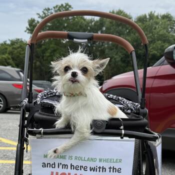Rolland -  Chihuahua Dog for Adoption in Manchester, Maryland - Rolland | PetCurious