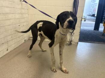 Great Dane and Mixed Breed Dogs Available for Adoption - BUCKAROO | PetCurious