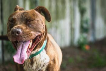 Goliath -  German Shorthaired Pointer and Pit Bull Terrier Dog for Adoption in Red Wing, Minnesota - Goliath | PetCurious