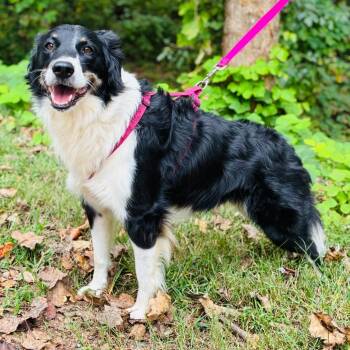 Addie -  Australian Shepherd and Mixed Breed Dog for Adoption - Addie | PetCurious