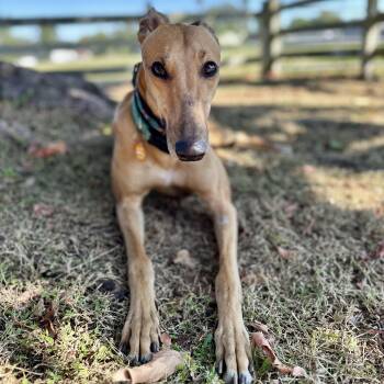 Rescue Greyhound Dogs for Adoption in Venice, Florida - FF Quenrida | PetCurious