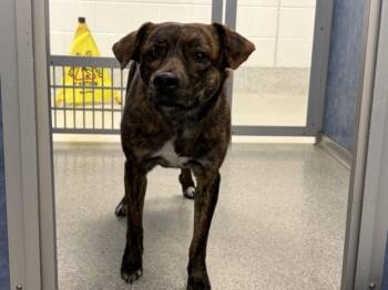 EMERALD -  Labrador Retriever and German Shepherd Dog Dog for Adoption in Loveland, Colorado - EMERALD | PetCurious
