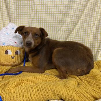 VELCRO -  Australian Cattle Dog Blue Heeler and Mixed Breed Dog for Adoption in Modesto, California - VELCRO | PetCurious