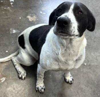 Penny -  Pointer and Beagle Dog for Adoption in Gardiner, New York - Penny | PetCurious