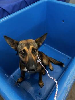 HORCHATA -  Mixed Breed Dog for Adoption in Dallas, Texas - HORCHATA | PetCurious