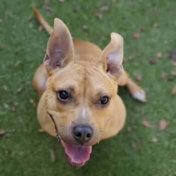 Rescue Terrier Dogs for Adoption in Titusville, Florida - Neptune | PetCurious