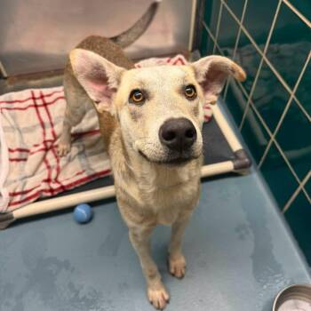 Serious -  Shepherd Dog for Adoption in Pittsburgh, Pennsylvania - Serious | PetCurious
