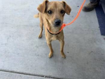 Chihuahua and Mixed Breed Dogs Available for Adoption in Ontario, California - REX | PetCurious