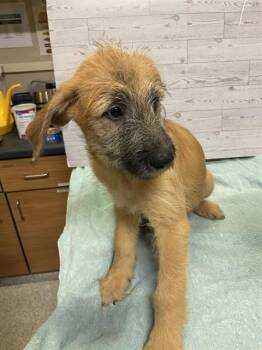 MARC -  German Shepherd Dog Dog for Adoption in Modesto, California - MARC | PetCurious