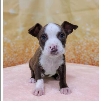 Lila -  Pit Bull Terrier and Mixed Breed Dog for Adoption in Griswold, Connecticut - Lila | PetCurious