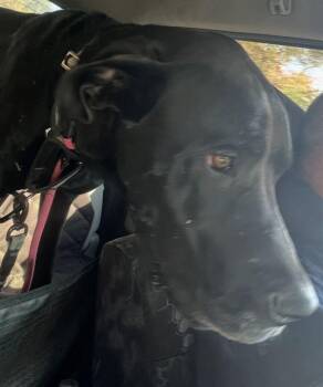 Rescue Great Dane Dogs for Adoption in Pine Beach, New Jersey - Darcey | PetCurious