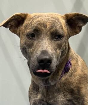 Rescue Mixed Breed Dogs for Adoption in Davenport, Iowa - Preston | PetCurious
