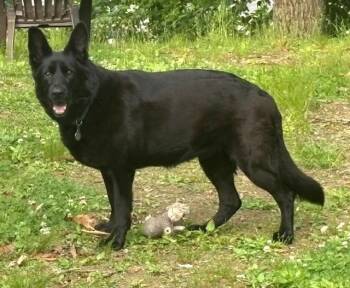 NIKO -  German Shepherd Dog Dog for Adoption in Huntington, New York - NIKO | PetCurious