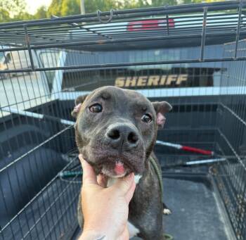 Rescue Pit Bull Terrier Dogs for Adoption in Greencastle, Indiana - Duncan | PetCurious