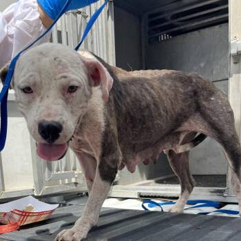 Nicole -  Pit Bull Terrier Dog for Adoption in Edinburg, Texas - Nicole | PetCurious
