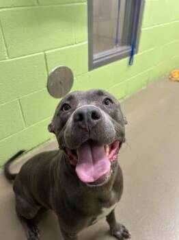 Rescue Labrador Retriever and Mixed Breed Dogs for Adoption in Knoxville, Tennessee - Moma | PetCurious