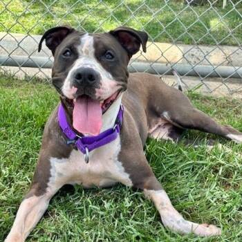 Rescue Pit Bull Terrier and Mixed Breed Dogs for Adoption in League City, Texas - Pistachio | PetCurious