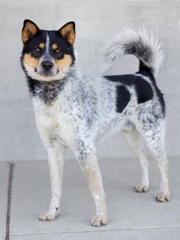 Mixed Breed Dogs Available for Adoption in Longmont, Colorado - Tex | PetCurious