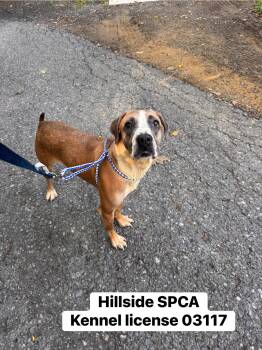 Scallop -  Hound Dog for Adoption in Pottsville, Pennsylvania - Scallop | PetCurious