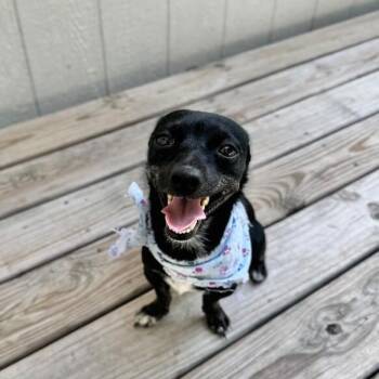 Ruger -  Rat Terrier and Chihuahua Dog for Adoption in Friendswood, Texas - Ruger | PetCurious