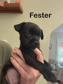 Addams Family : Fester -  Yorkshire Terrier and Mixed Breed Dog for Adoption in Aurora, Indiana - Addams Family : Fester | PetCurious