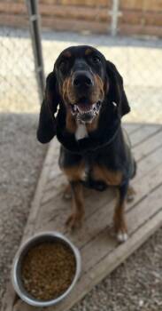 Black And Tan Coonhound Dogs Available for Adoption - Lola | PetCurious