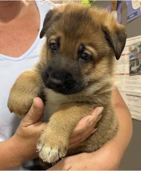 Mack -  German Shepherd Dog Dog for Adoption in Davis, California - Mack | PetCurious