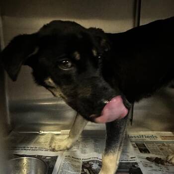 Mixed Breed Dogs Available for Adoption - Marvin | PetCurious