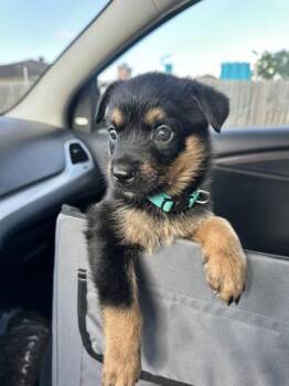 Jasmine -  German Shepherd Dog Dog for Adoption in Liverpool, Texas - Jasmine | PetCurious