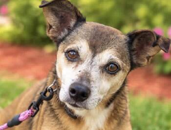 Jack -  Jack Russell Terrier Dog for Adoption in Margate, Florida - Jack | PetCurious