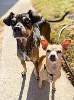Chihuahua and Rat Terrier Dogs Available for Adoption in Calgary, Alberta - Canela | PetCurious