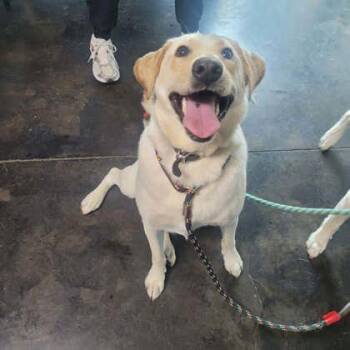 Mixed Breed Dogs Available for Adoption in Memphis, Tennessee - Mattie | PetCurious