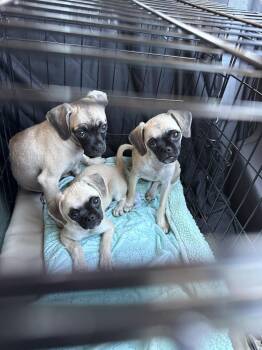 Waffles, Pancakes and Biscuit -  Pug and Beagle Dog for Adoption in Dana Point, California - Waffles, Pancakes And Biscuit | PetCurious