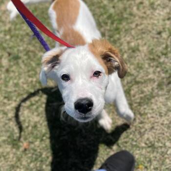 Mixed Breed Dogs Available for Adoption in Westhampton, New York - Moosey | PetCurious
