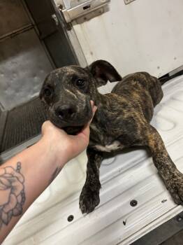 Rescue Mountain Cur Dogs for Adoption in Hot Springs, Arkansas - Kobi/ Steve | PetCurious