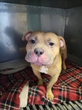 Rescue Pit Bull Terrier and American Bulldog Dogs for Adoption in Anderson, Indiana - Dexter | PetCurious