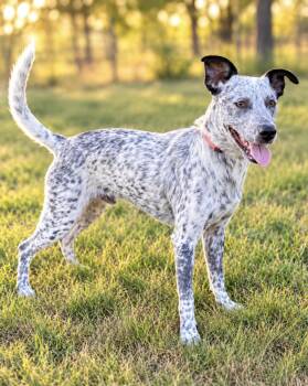 Cougar -  Australian Cattle Dog Blue Heeler and Cattle Dog Dog for Adoption in Lucas, Texas - Cougar | PetCurious