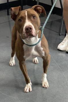 Ic13 Trinity/zola -  Pit Bull Terrier Dog for Adoption in Lawrenceville, Georgia - Ic13 Trinity/zola | PetCurious