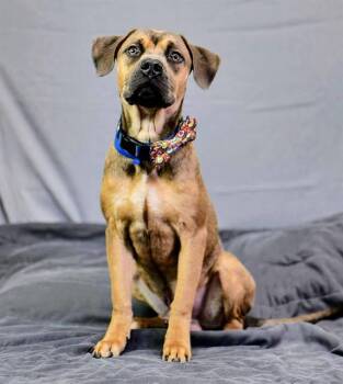 ANONYMOUS -  Pit Bull Terrier and Mixed Breed Dog for Adoption in Riverside, California - ANONYMOUS | PetCurious
