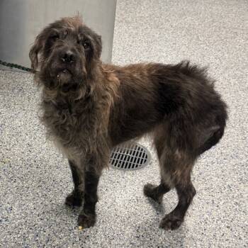 Rescue Shar Pei and Poodle Dogs for Adoption in Greenville, South Carolina - Hudson | PetCurious