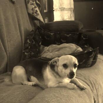 micro Roger -  Chihuahua Dog for Adoption in Fredericksburg, Virginia - Micro Roger | PetCurious