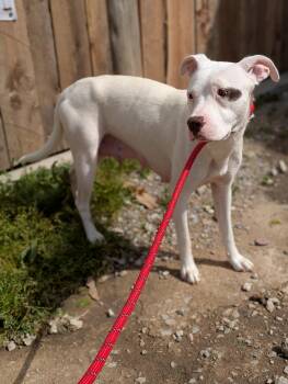 Rescue Mixed Breed Dogs for Adoption in Huntsville, Alabama - Gracie | PetCurious