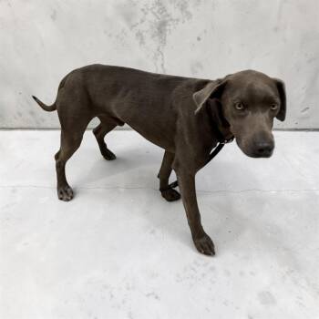 Blue Lacy Dogs Available for Adoption in Kenedy, Texas - Sterling | PetCurious