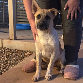Chance -  Cattle Dog Dog for Adoption in Tonopah, Arizona - Chance | PetCurious