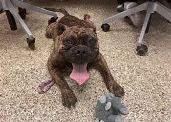 MAJOR -  American Bulldog and Mixed Breed Dog for Adoption in Colorado Springs, Colorado - MAJOR | PetCurious