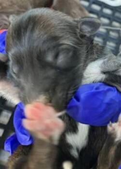 BONBON -  Mixed Breed Dog for Adoption in Dallas, Texas - BONBON | PetCurious